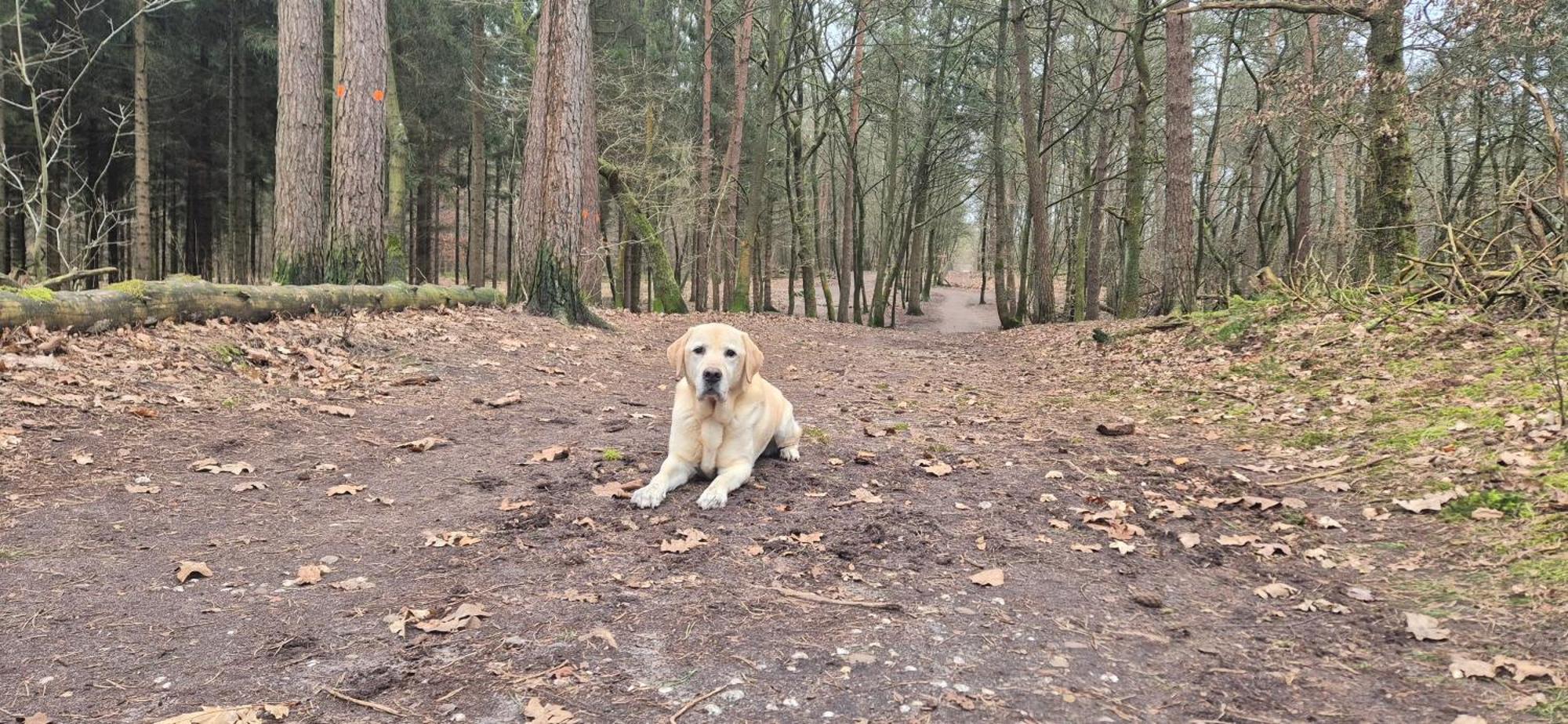 Het Veluwse Boshuisje Knus Chalet Met Omheinde Tuin Op De Veluwe Hoenderloo Buitenkant foto