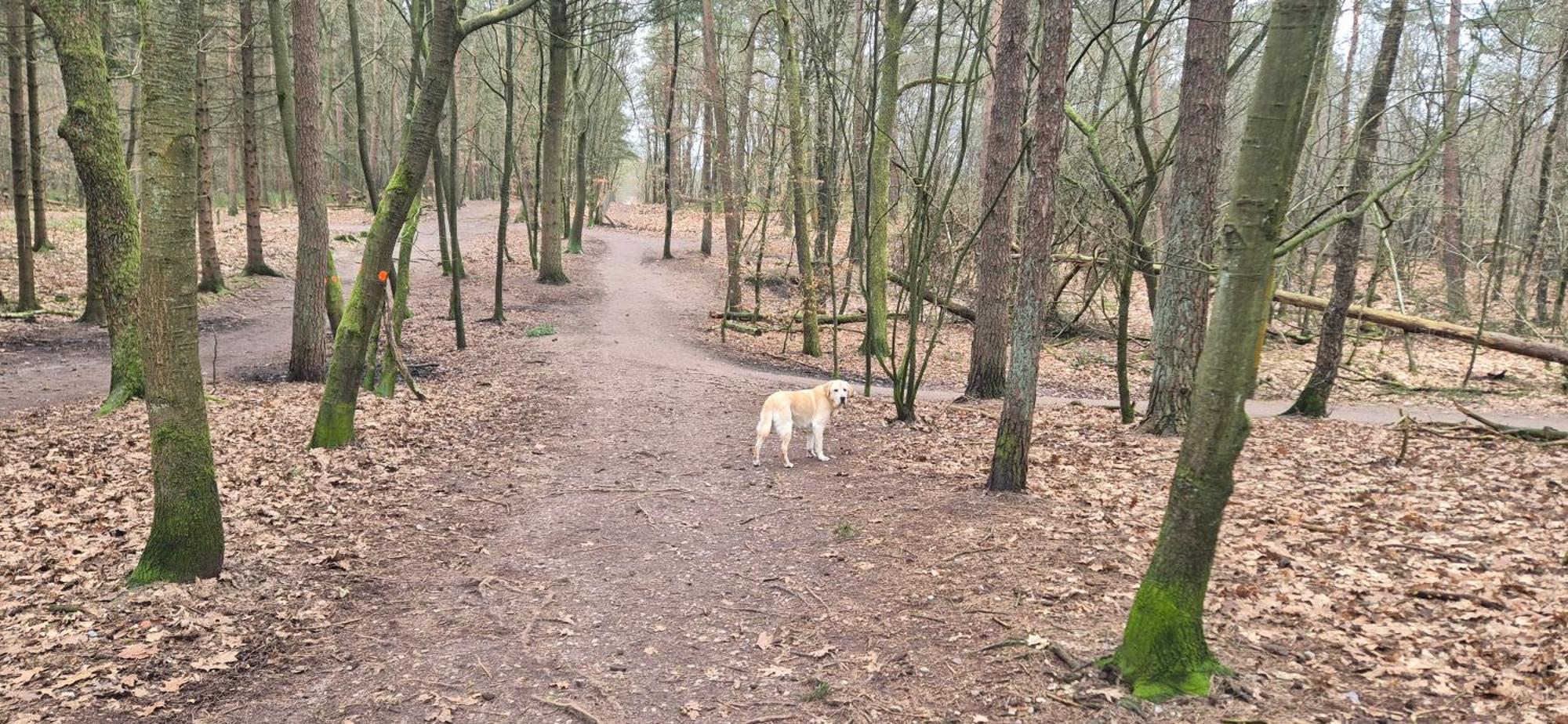 Het Veluwse Boshuisje Knus Chalet Met Omheinde Tuin Op De Veluwe Hoenderloo Buitenkant foto
